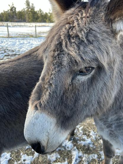 This lighter colored donk has even shaggier fluff on his forehead. They almost form rakish looking bangs. This is an older photo but he still looks almost the same in early May.