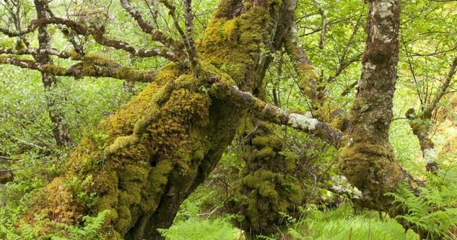 ‘Scale is so important’ – the fight to revive Britain’s vanishing rainforests – The Irish News