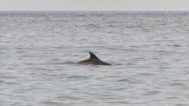 A photo of a bottlenose dolphin's back and dorsal fin breaching the water.