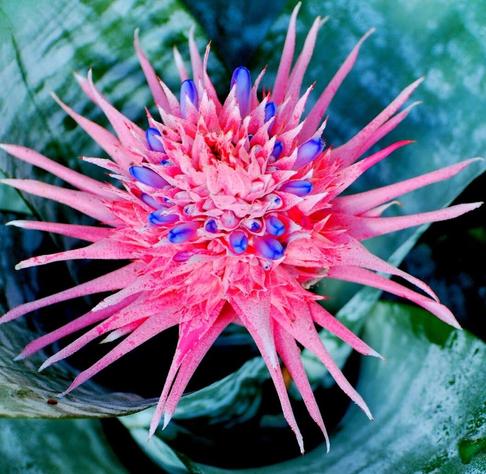 Cactus pink flower
