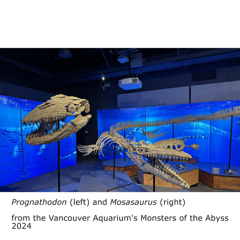 Fossils of a Progrnathodon skull and the skull & body of a Mosasaurus.