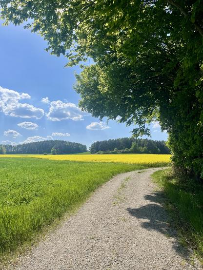 Ein geschotterter Weg, der von einem Baum überschattet wird, führt durch eine typische Mai-Landschaft. Ein Rapsfeld blüht gelb, ein Kornfeld ist grün bewachsen und im Hintergrund steht der Wald. Am blauen Himmel sind weiße Wolken.

A gravelled path, overshadowed by a tree, leads through a typical May landscape. A rape field is in yellow blossom, a cornfield is covered in green and the forest is in the background. There are white clouds in the blue sky.