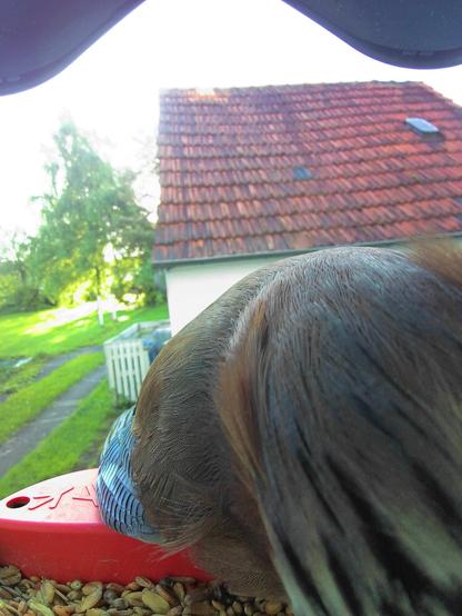 Eichelhäher im Futterhäuschen