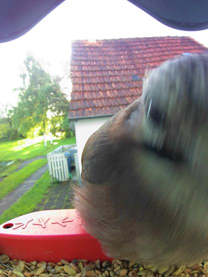 Eichelhäher im Futterhäuschen