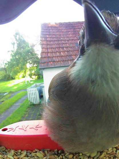 Eichelhäher im Futterhäuschen