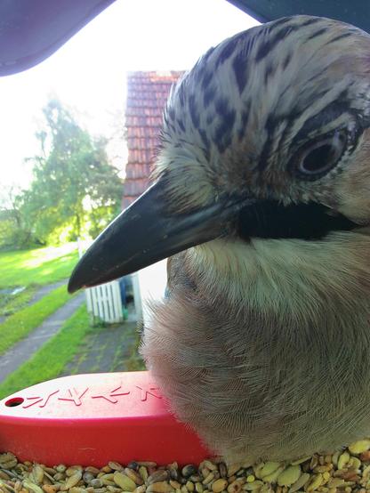 Eichelhäher im Futterhäuschen