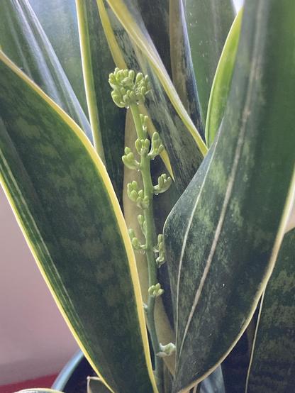 Photo taken inside during the day, natural light falling over the blade foliage of a variegated snake plant. These blades are dark green with lighter vertical green stripes. A thick light green stem grows up amongst the blades with tiny green ball shaped buds on it. Little drops of moisture hang from some of the bud clusters.