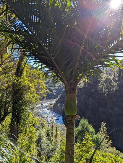 A Nīkau palm in the foreground, surging river far below winds into the distance toward the Tararua peaks.