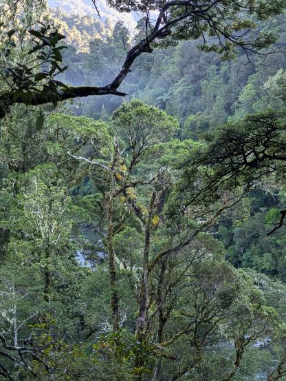 A photo looking up the valley, over the river, steam coming off the leaves of the rainforest as it warms with the dawn