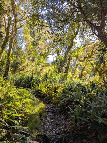 Sunlit ferns line the track.