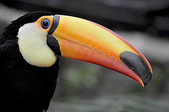 Images from my Photographic Artwork Portfolio can be purchased from my Pixels website at reasonable prices as prints or displayed on various products.

A close up of an impressive Toucan beak.

#Photography  #FineArtPhotography #BuyIntoArt  #AYearForArt #print #photography #mastodon 
#mastophoto #mastoart #photo 

https://john-hughes-photographic.pixels.com/featured/toucan-john-hughes.html