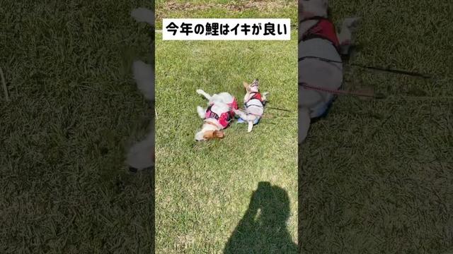 ピチぴち🤣ジャックラッセルテリアのひまわり＆つばき【ひまチャンネル】#shorts #jackrussellterrier #犬のいる生活