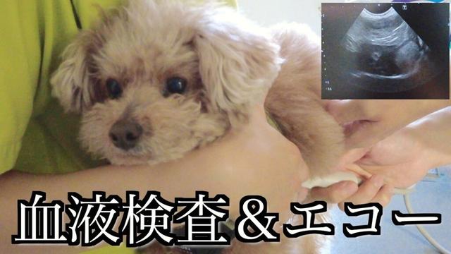 いつもと様子が違う愛犬の血液検査とエコーをしたところ…【トイプードル】