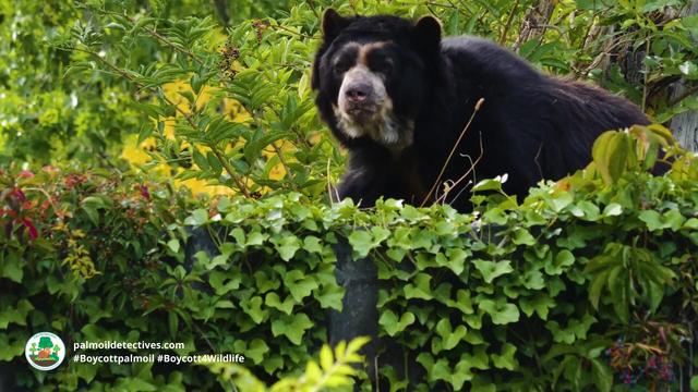 Spectacled Bears are the original peace-loving Paddington Bear 🐻🌳✨🌟☮️ in #Venezuela 🇻🇪 #Colombia 🇨🇴 #Peru 🇵🇪 #Ecuador 🇪🇨 Threatened by #agriculture #mining and hunting - fight for them and #Boycottpalmoil #Boycott4Wildlife @palmoildetect https://palmoildetectives.com/2022/10/23/spectacled-bear-tremarctos-ornatus/?utm_source=mastodon&utm_medium=Palm+Oil+Detectives&utm_campaign=publer