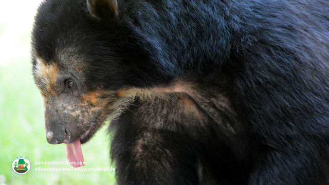 Spectacled Bears are the original peace-loving Paddington Bear 🐻🌳✨🌟☮️ in #Venezuela 🇻🇪 #Colombia 🇨🇴 #Peru 🇵🇪 #Ecuador 🇪🇨 Threatened by #agriculture #mining and hunting - fight for them and #Boycottpalmoil #Boycott4Wildlife @palmoildetect https://palmoildetectives.com/2022/10/23/spectacled-bear-tremarctos-ornatus/?utm_source=mastodon&utm_medium=Palm+Oil+Detectives&utm_campaign=publer