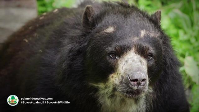 Spectacled Bears are the original peace-loving Paddington Bear 🐻🌳✨🌟☮️ in #Venezuela 🇻🇪 #Colombia 🇨🇴 #Peru 🇵🇪 #Ecuador 🇪🇨 Threatened by #agriculture #mining and hunting - fight for them and #Boycottpalmoil #Boycott4Wildlife @palmoildetect https://palmoildetectives.com/2022/10/23/spectacled-bear-tremarctos-ornatus/?utm_source=mastodon&utm_medium=Palm+Oil+Detectives&utm_campaign=publer