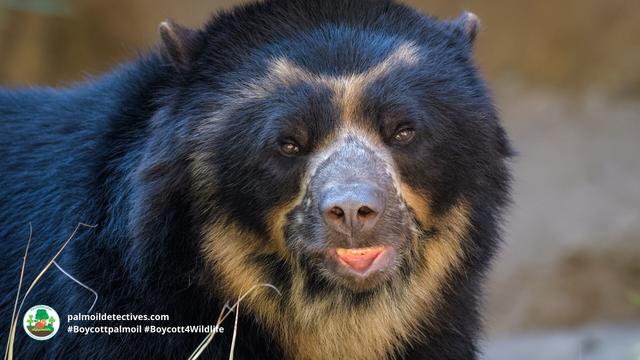 Spectacled Bears are the original peace-loving Paddington Bear 🐻🌳✨🌟☮️ in #Venezuela 🇻🇪 #Colombia 🇨🇴 #Peru 🇵🇪 #Ecuador 🇪🇨 Threatened by #agriculture #mining and hunting - fight for them and #Boycottpalmoil #Boycott4Wildlife @palmoildetect https://palmoildetectives.com/2022/10/23/spectacled-bear-tremarctos-ornatus/?utm_source=mastodon&utm_medium=Palm+Oil+Detectives&utm_campaign=publer