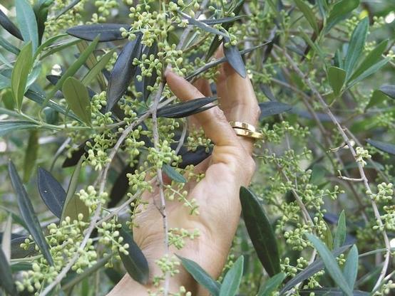 Oiling the Wheels – How We Bought an Olive Grove