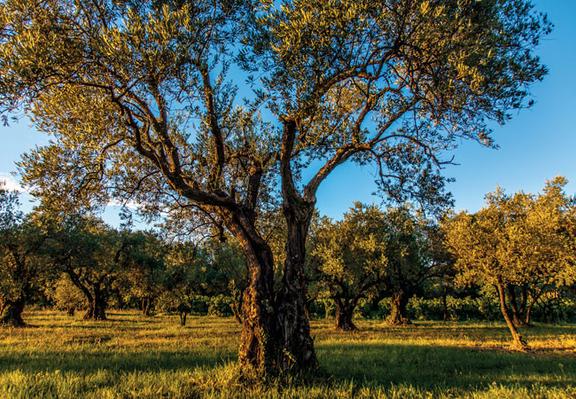 The Accidental Olive Farmers