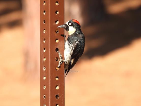 A woodpecker clinging to a sign post, highlighting its distinctive markings and the texture of the bark.