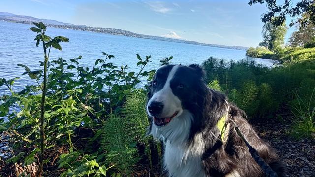 A grey and white border collie by the lake. There are green ferns in the foreground. In the background, Mt. Rainier is visible against a blue sky