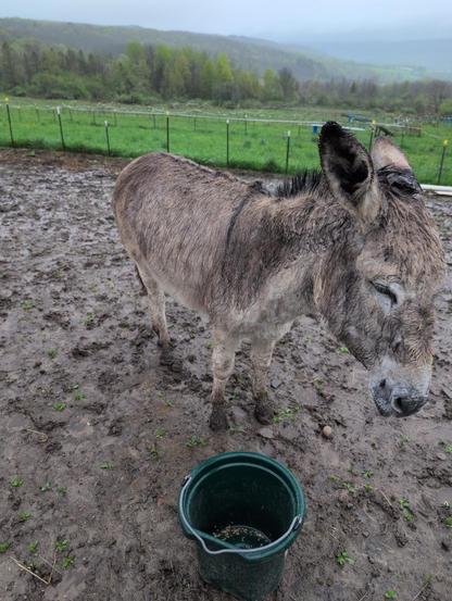 Photo of an absolutely filthy donkey, just completely covered in mud, looking smug. She's standing in a disgustingly muddy sacrifice area. Fencing, grass, and misty hills are in the background. A green bucket with a couple of loose oats is in the foreground.