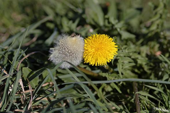Two dandelions growing together, one at seed sprouting stage and one at flowering stage.