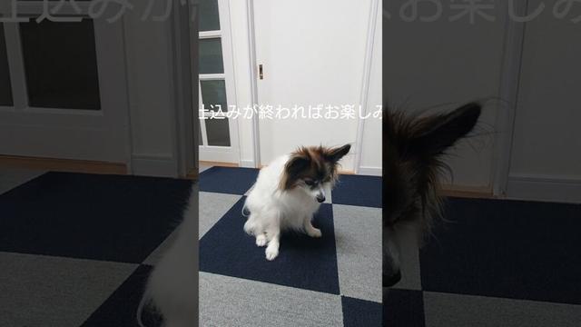 はずれ倍増してみたら！おやつチャレンジする犬 #犬のおやつ #犬のいる生活 #パピヨン