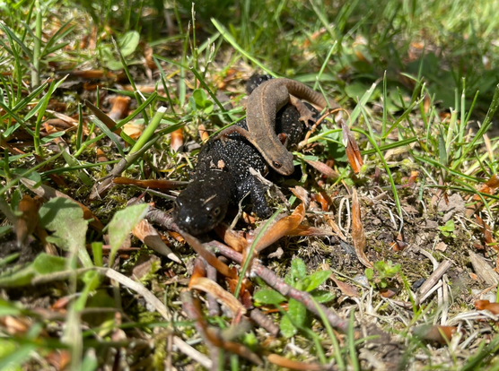 Ein vermutlich Teichmolch mit seinem/ihrem Nachwuchs, auf dem Rücken krabbelnd, im Gras.