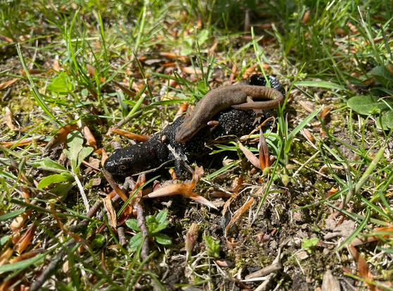 Ein vermutlich Teichmolch mit seinem/ihrem Nachwuchs, auf dem Rücken krabbelnd, im Gras.