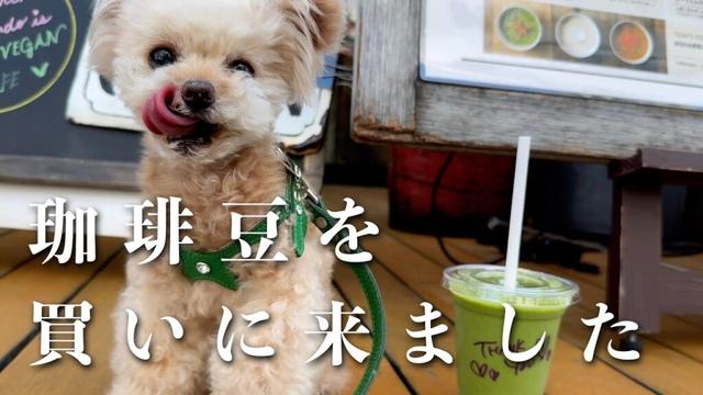 このサムネあってます？？？【トイプードル】