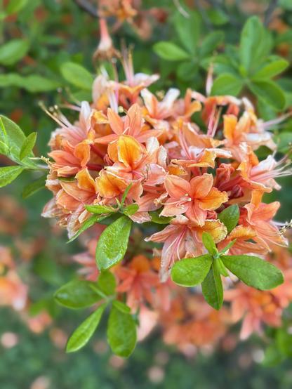 Such a fan of orange, and this beauty was just a bloomin' away not far off the paved path in the park this morning.  It is a riotous clump of orange blossoms (with darker orange throats) and light green leaves covered in dew.  This clump must have 20 blossoms, and more groups just like it are out of focus behind it.

Usually these indigenous plants are fairly rangy with few flowers, but not this beauty.