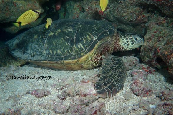A sea turtle resting against reef rocks as yellow butterflyfish swim above its rounded smooth carapace. A flattened fin is extended on the right.