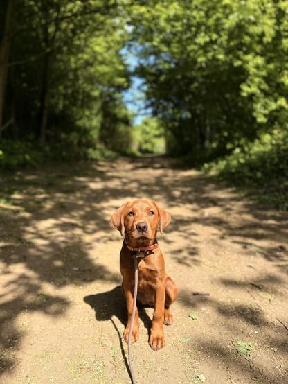 A young brown dog with a short coat sits on a dirt path in a sunlit forest, wearing a collar and leash. The path is dappled with sunlight filtering through the dense green trees overhead.