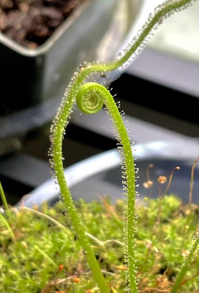 A close-up of a green, uncurling sundew leaf (Drosera filiformis) with tiny dew droplets and fine hairs, set against a background of moss and soil.