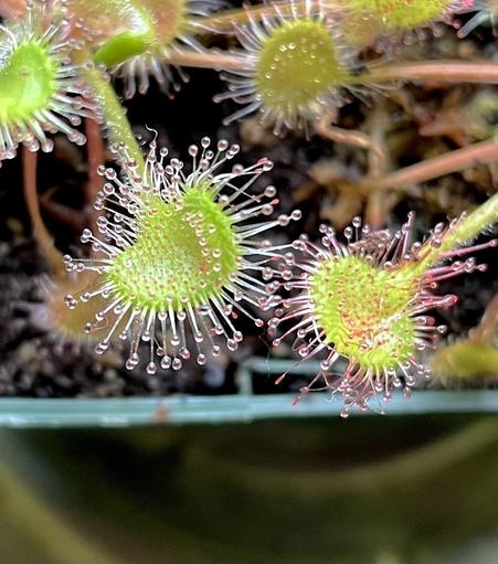 Close-up of Round-leaved Sundew leaves (Drosera rotundifolia) with bright green, sticky tentacles covered in glistening dew drops, set against dark soil.