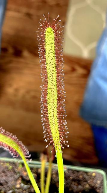 A close-up of a Cape Sundew leaf (Drosera capensis), featuring a long, slender green stem coated with red-tipped glandular hairs that are glistening with droplets of dew. The background shows a blurred indoor setting.