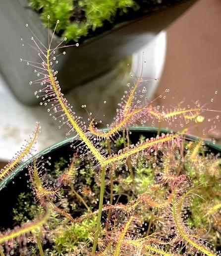 Close-up of a delicate, pinkish-green carnivorous Fork-leaved Sundew plant (Drosera binata) covered vwith dewy tentacles. The background features another plant in a pot.