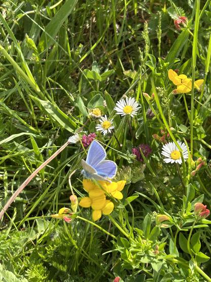 Ein Foto eines blauen Schmetterlings auf einer gelben Blüte inmitten einer Wiese mit Gänseblümchen.