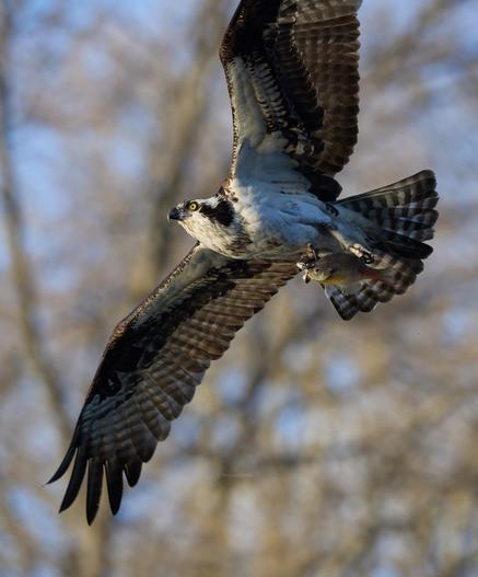 Osprey in flight in the afternoon sun with a freshly caught fish in its talon