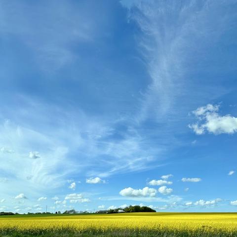 A vibrant yellow field stretches across the foreground under a clear blue sky, adorned with wispy clouds. In the distance, a cluster of trees and buildings is visible, creating a serene rural landscape.