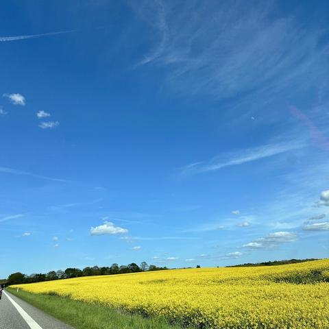 A vibrant yellow field stretches across the landscape under a clear blue sky, dotted with a few white clouds. A road runs alongside the field, creating a picturesque countryside scene.