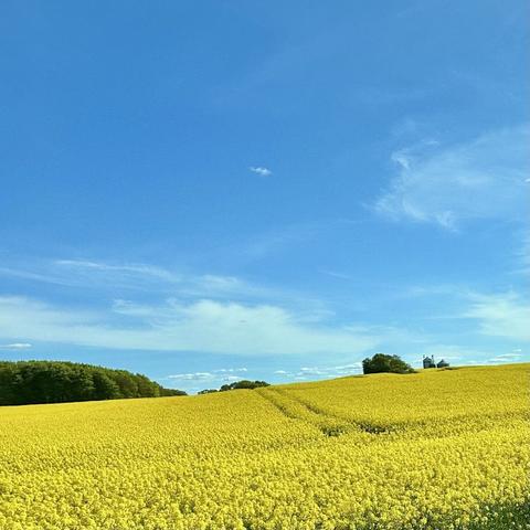 A vibrant yellow field stretches across the foreground under a clear blue sky with light clouds. In the background, a small structure is visible near a line of trees.