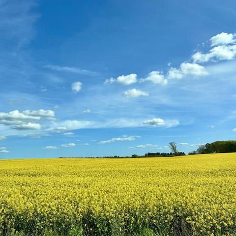 A vibrant yellow field of flowering plants under a blue sky with scattered clouds. In the background, trees are visible along the horizon.