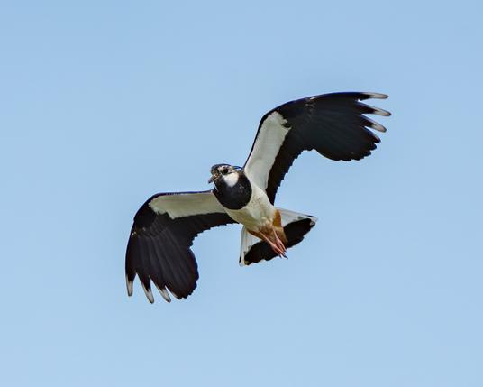 Lapwing in flight
