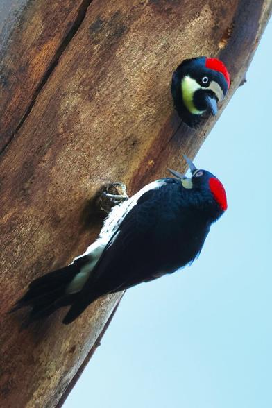 two clown-like birds seem to be in a conversation.