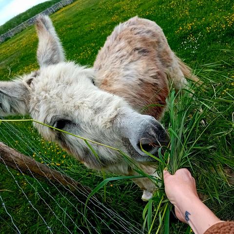 Gourmand tout content d'avoir de l'herbe aussi