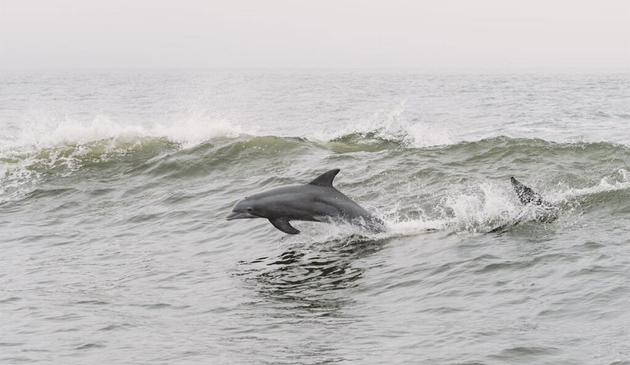 Dolphins in wave