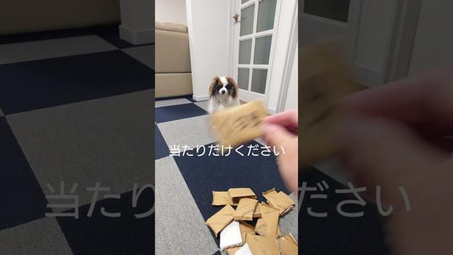 乗り気でない犬のおやつチャレンジ結果は #犬のおやつ #犬のいる生活 #パピヨン