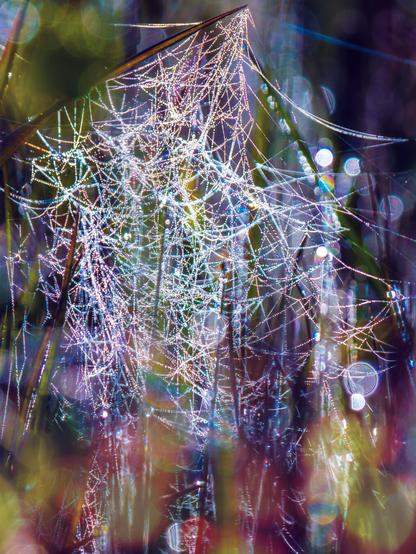 𝗣𝗶𝗰𝘁𝘂𝗿𝗲 𝗗𝗲𝘀𝗰𝗿𝗶𝗽𝘁𝗶𝗼𝗻 (𝗘𝗻𝗴): A tangled spider web seen against the light in the early morning; filled with dew droplets, it produces numerous shimmers of various colours due to the refraction of sunlight.

𝗗𝗲𝘀𝗰𝗿𝗶𝗽𝗰𝗶𝗼́𝗻 (𝗘𝘀𝗽): Una telaraña irregular vista a contraluz en las primeras horas del día; al estar llena de gotitas de rocío, se producen numerosos destellos de colores variados debidos a la refracción de la luz solar.